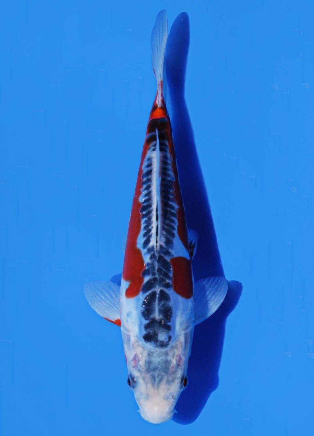 Juara 5