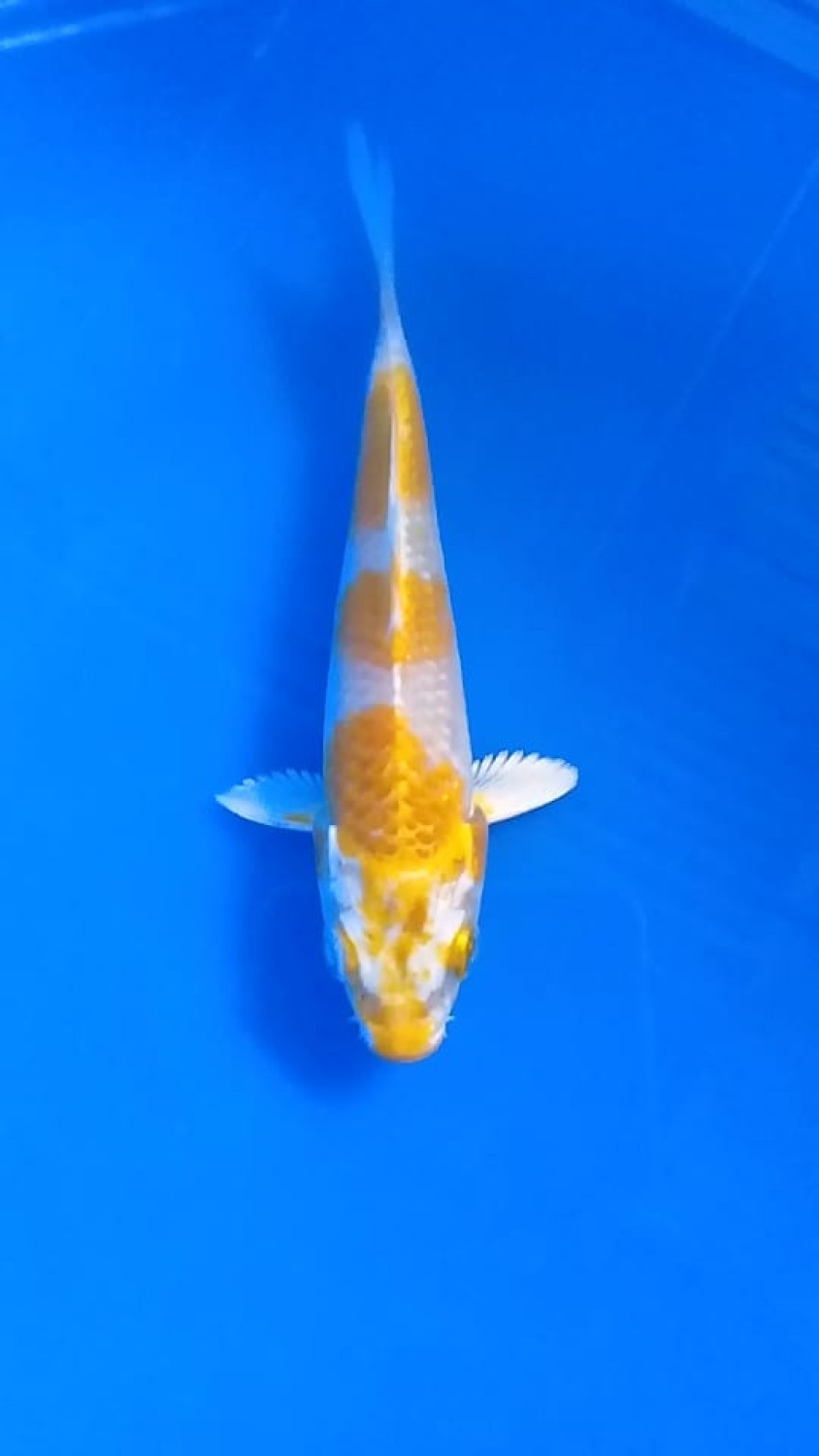 Juara 1