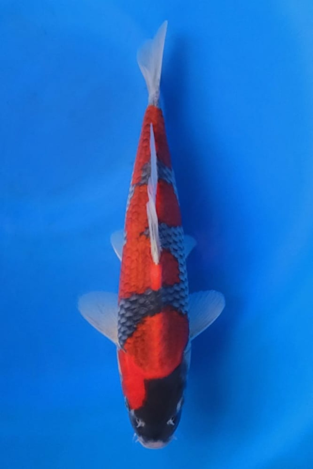Juara 4