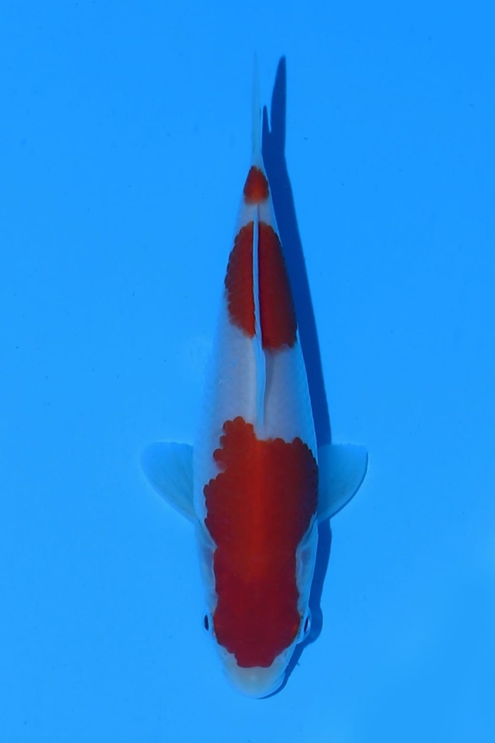 Juara 4
