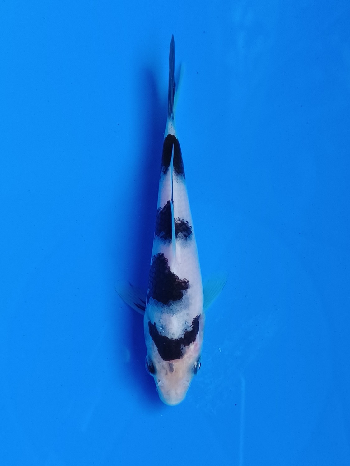 Juara 2