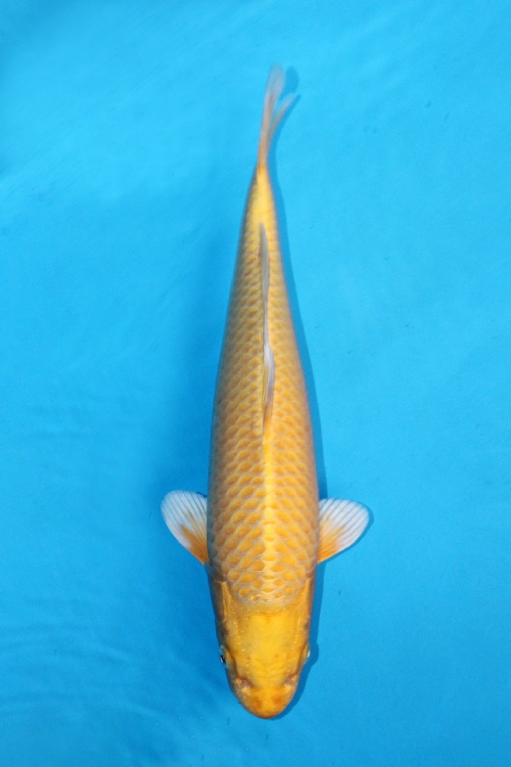 Juara 5