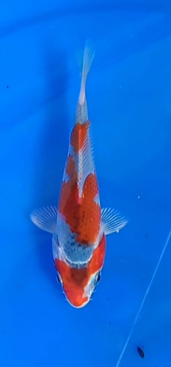 Juara 2