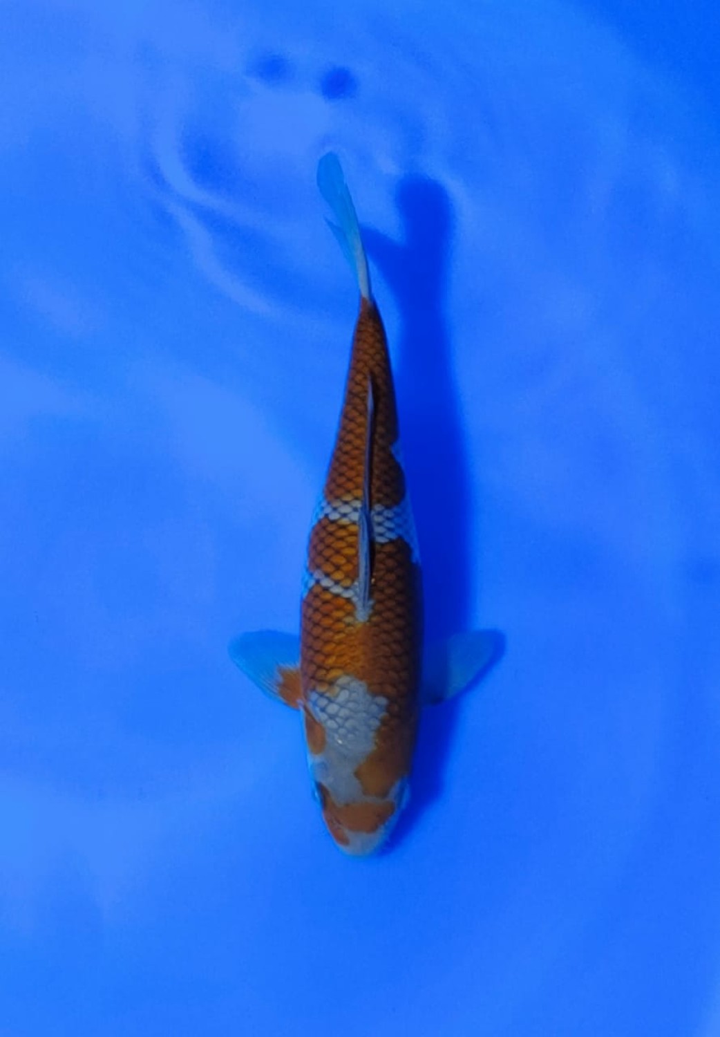 Juara 1
