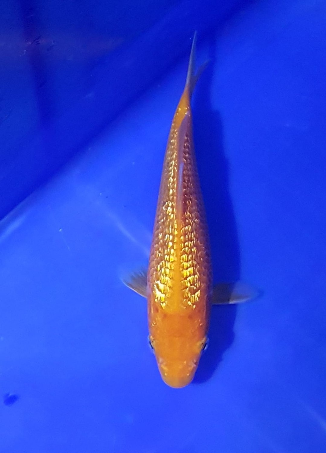 Juara 3