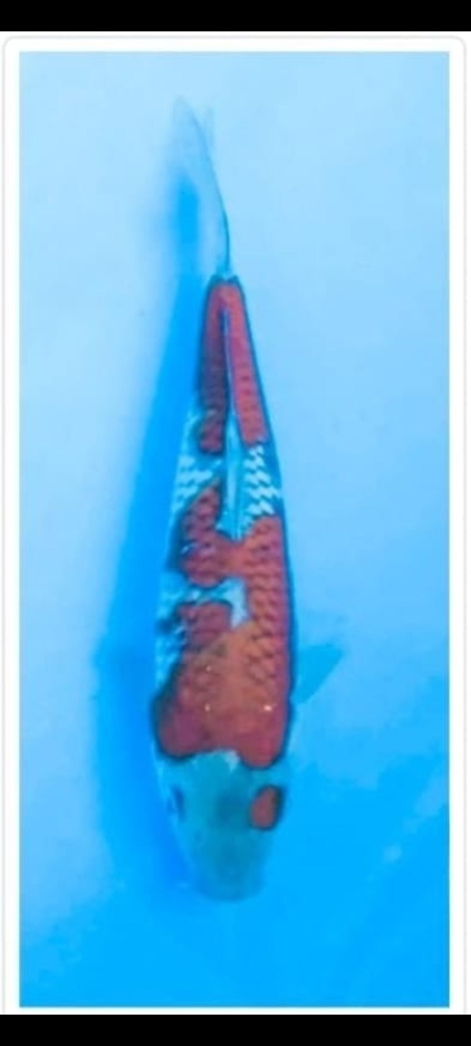 Juara 5