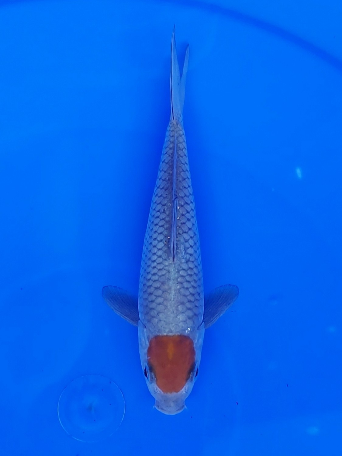 Juara 3