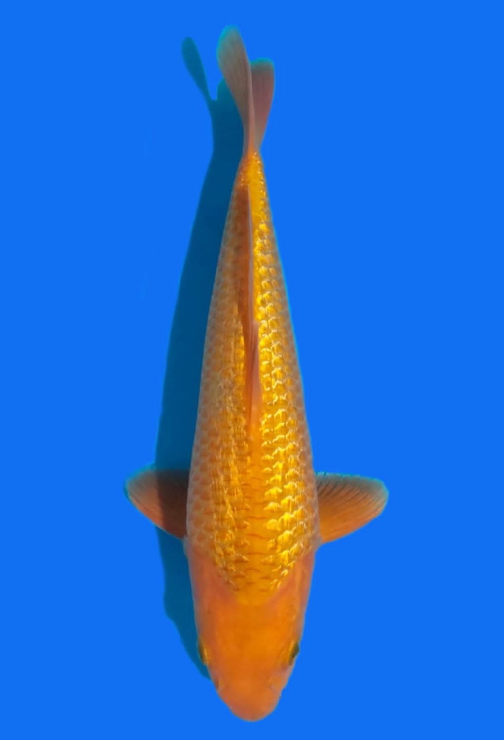 Juara 1