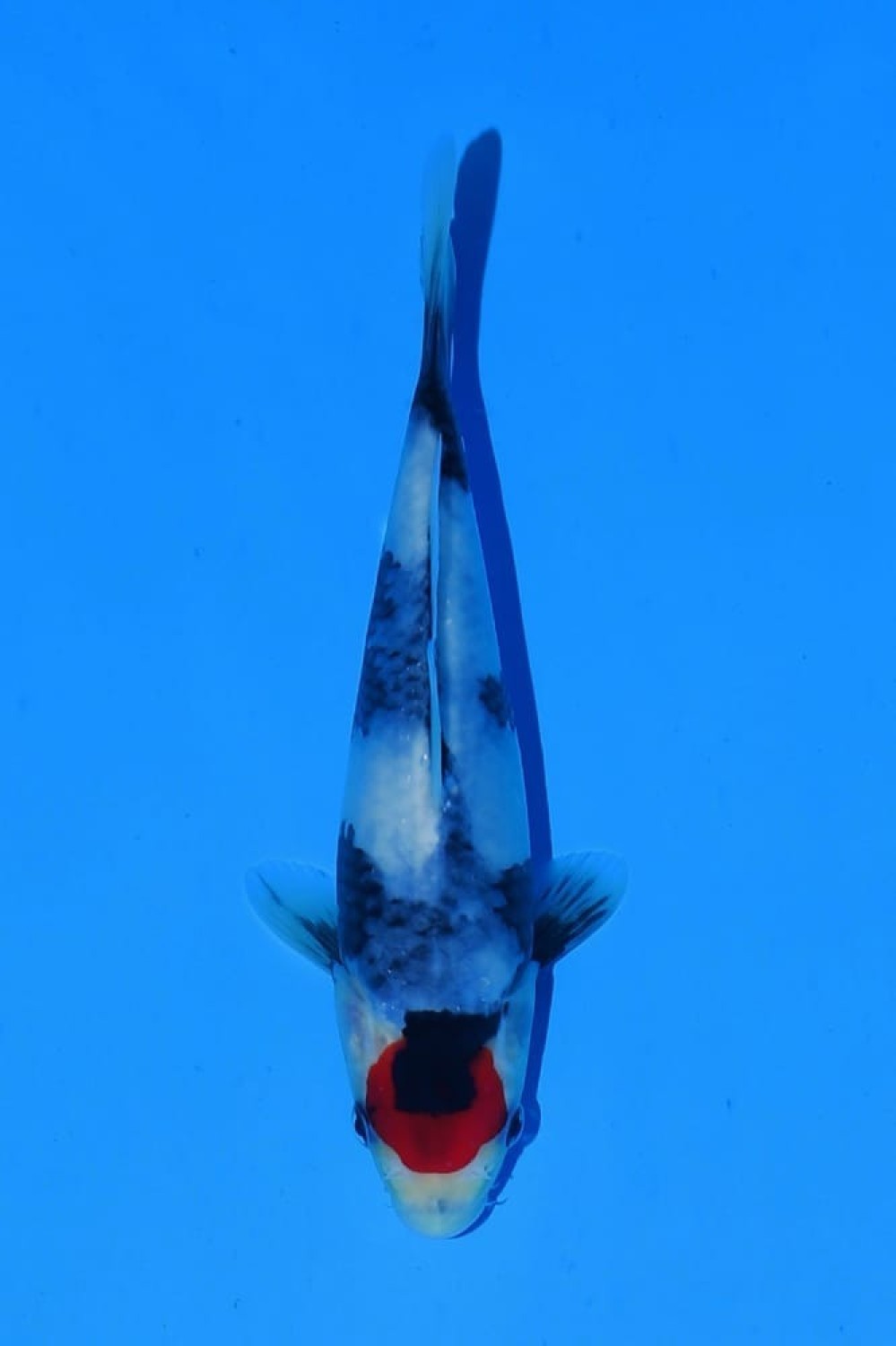 Juara 1