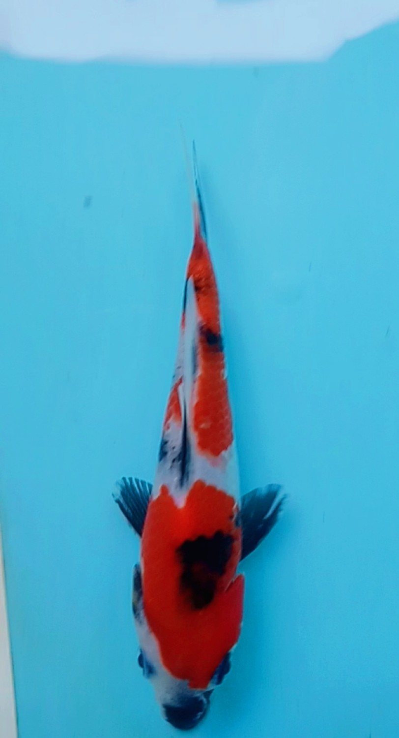 Juara 2