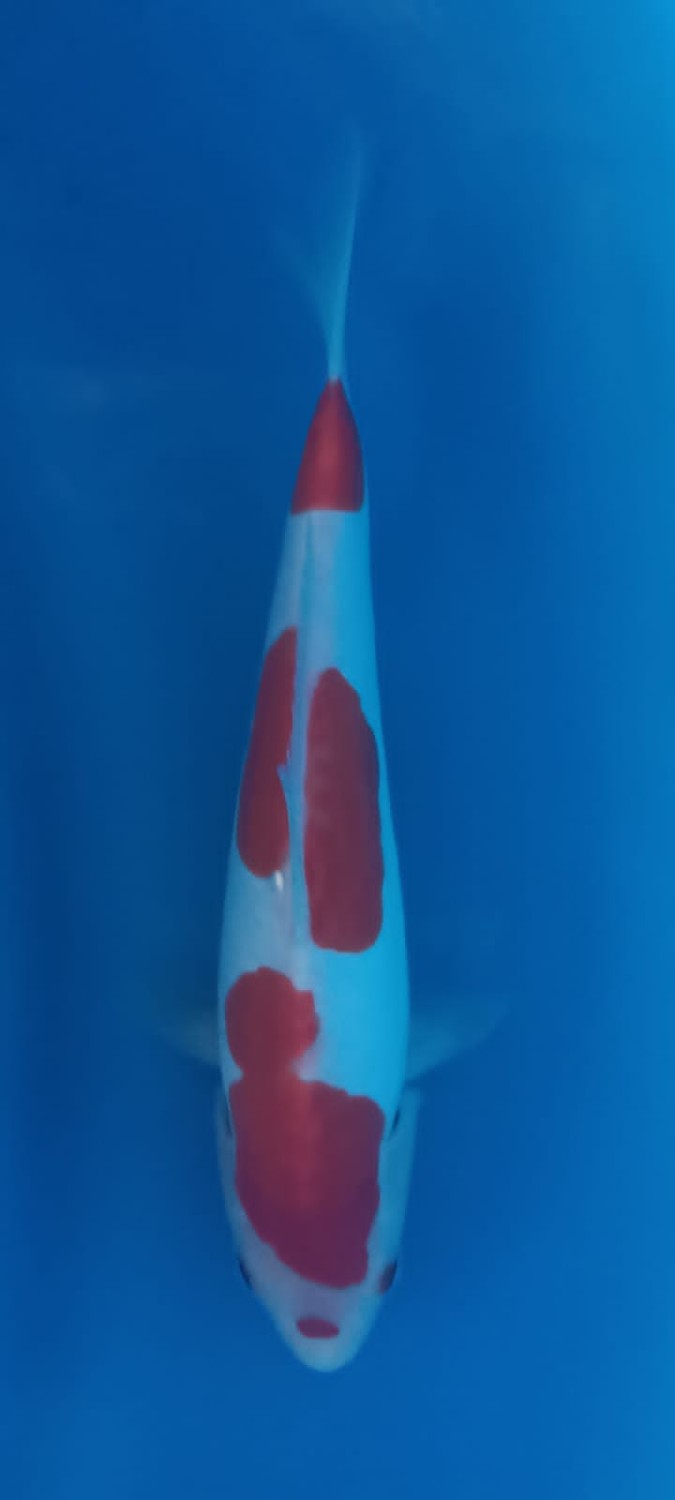 Juara 5