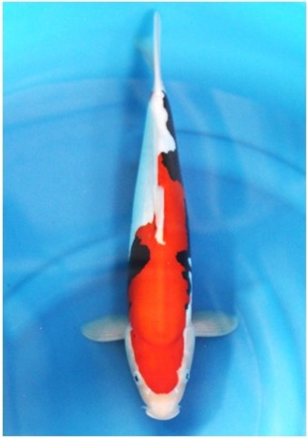 Juara 2
