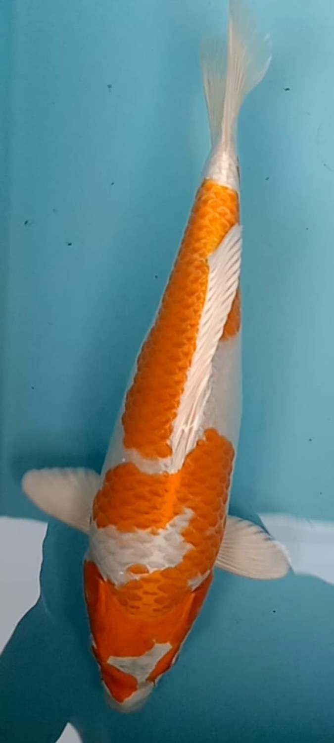 Juara 1