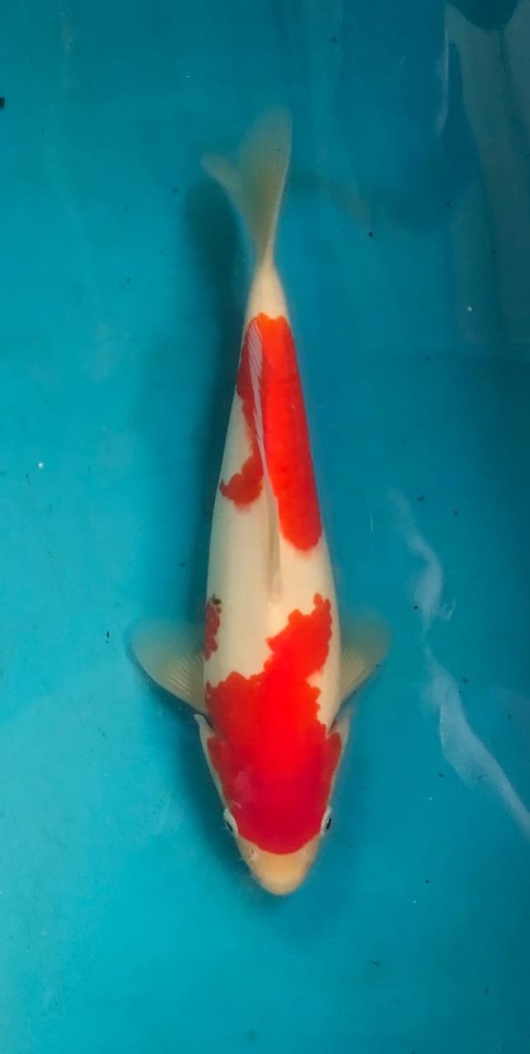 Juara 1