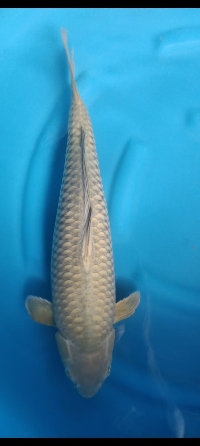 Juara 1