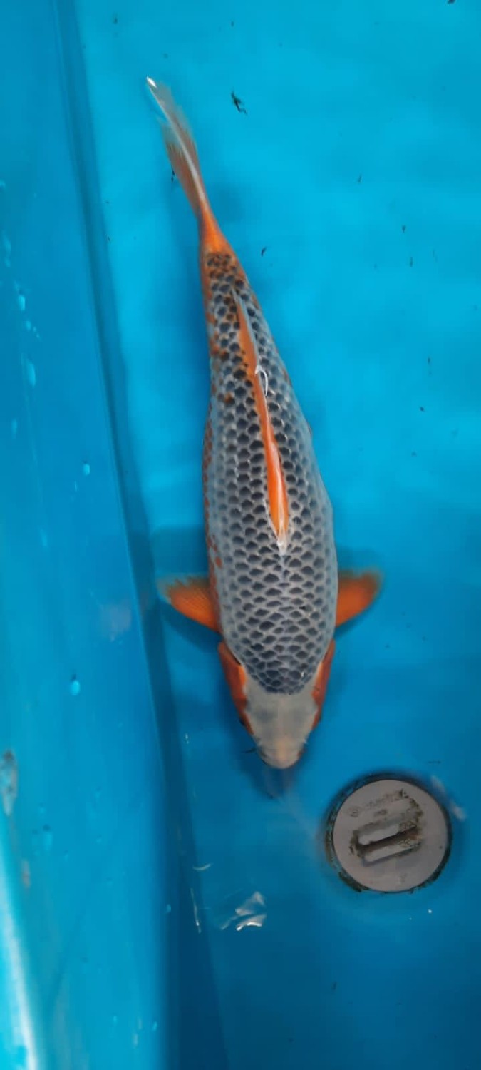 Juara 2