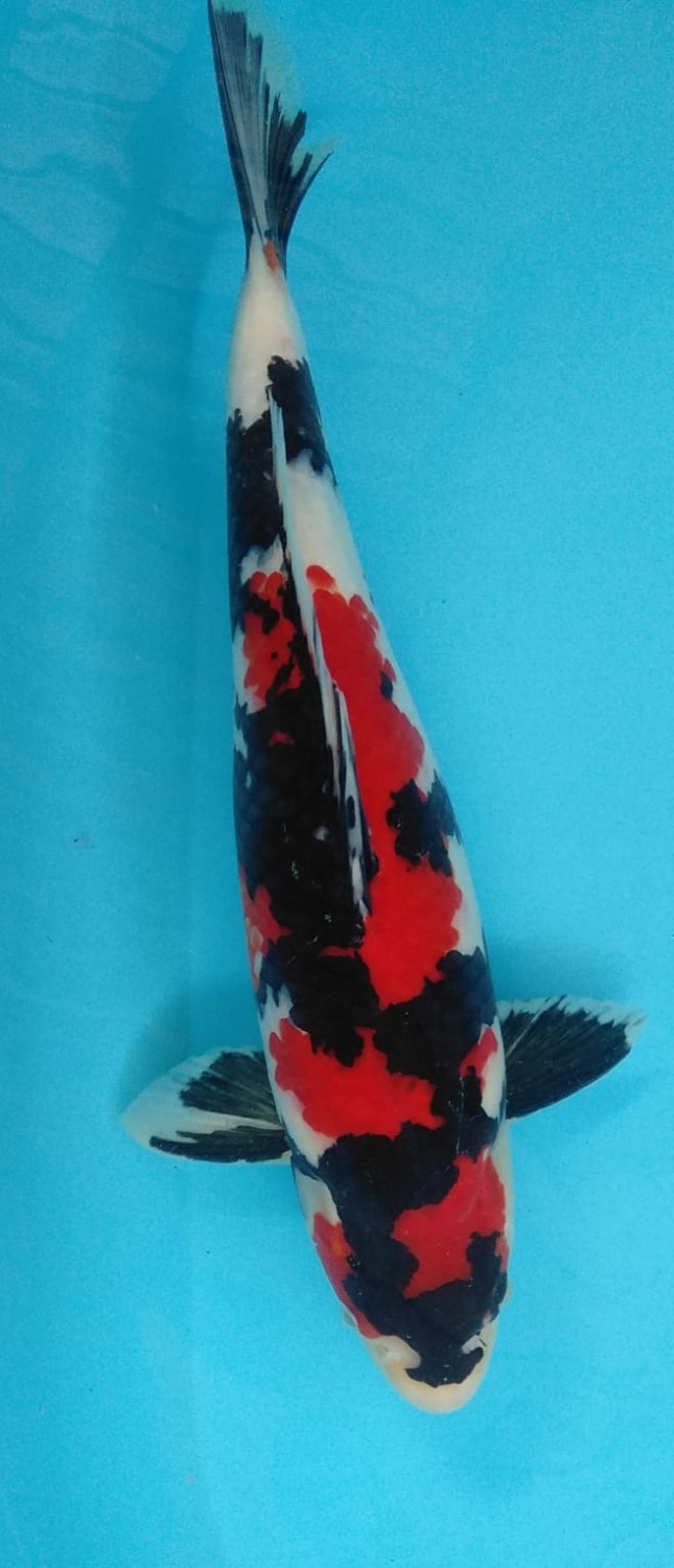Juara 1