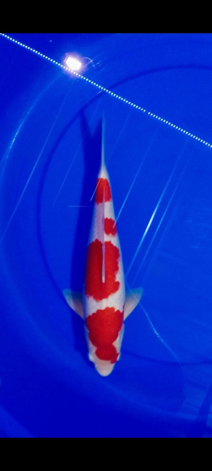Juara 5