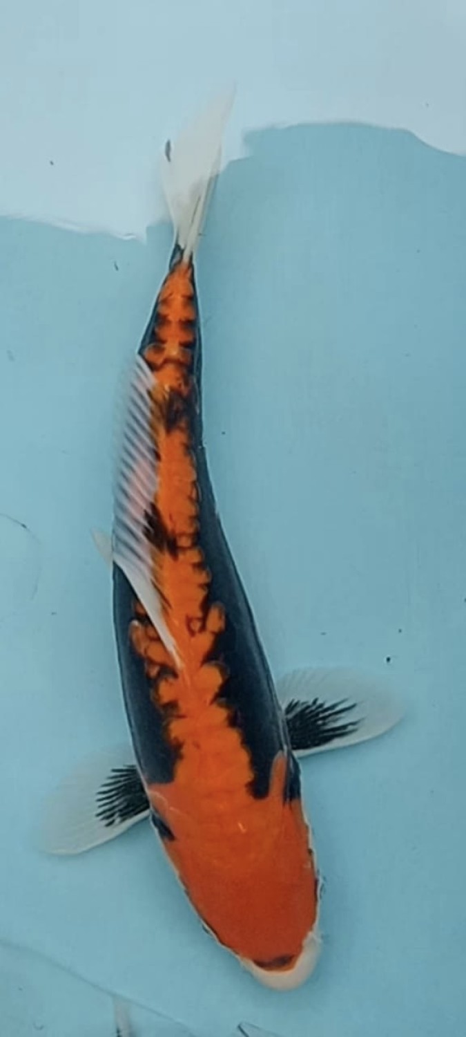 Juara 2