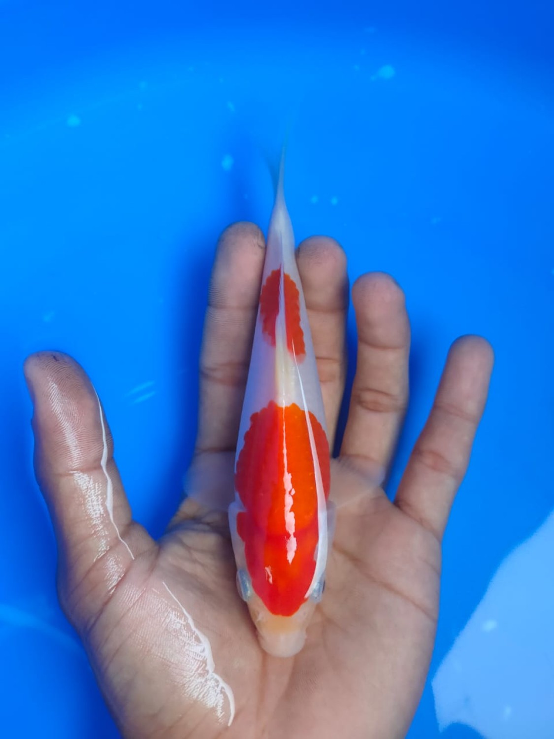 Juara 5