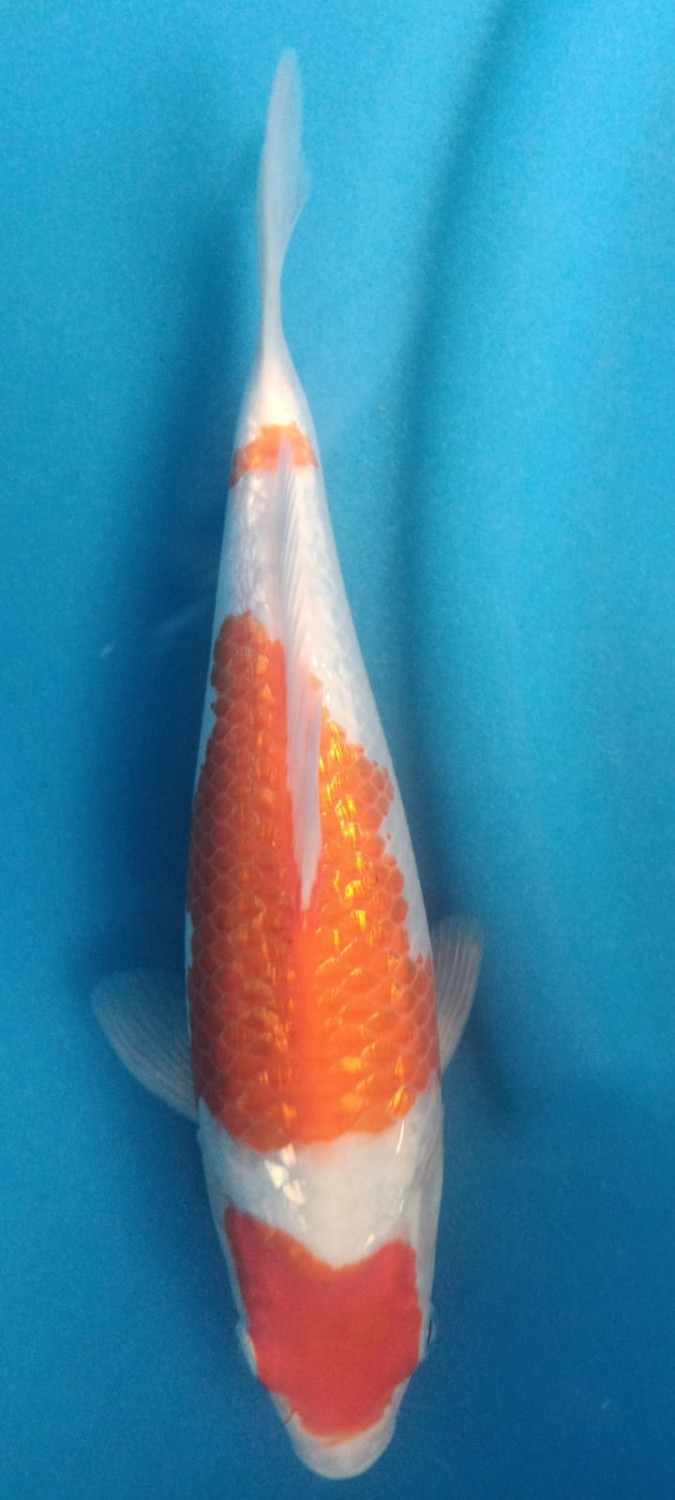 Best In Size B 21-25 Cm
