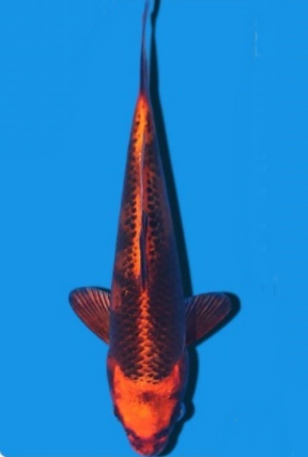 Juara 3