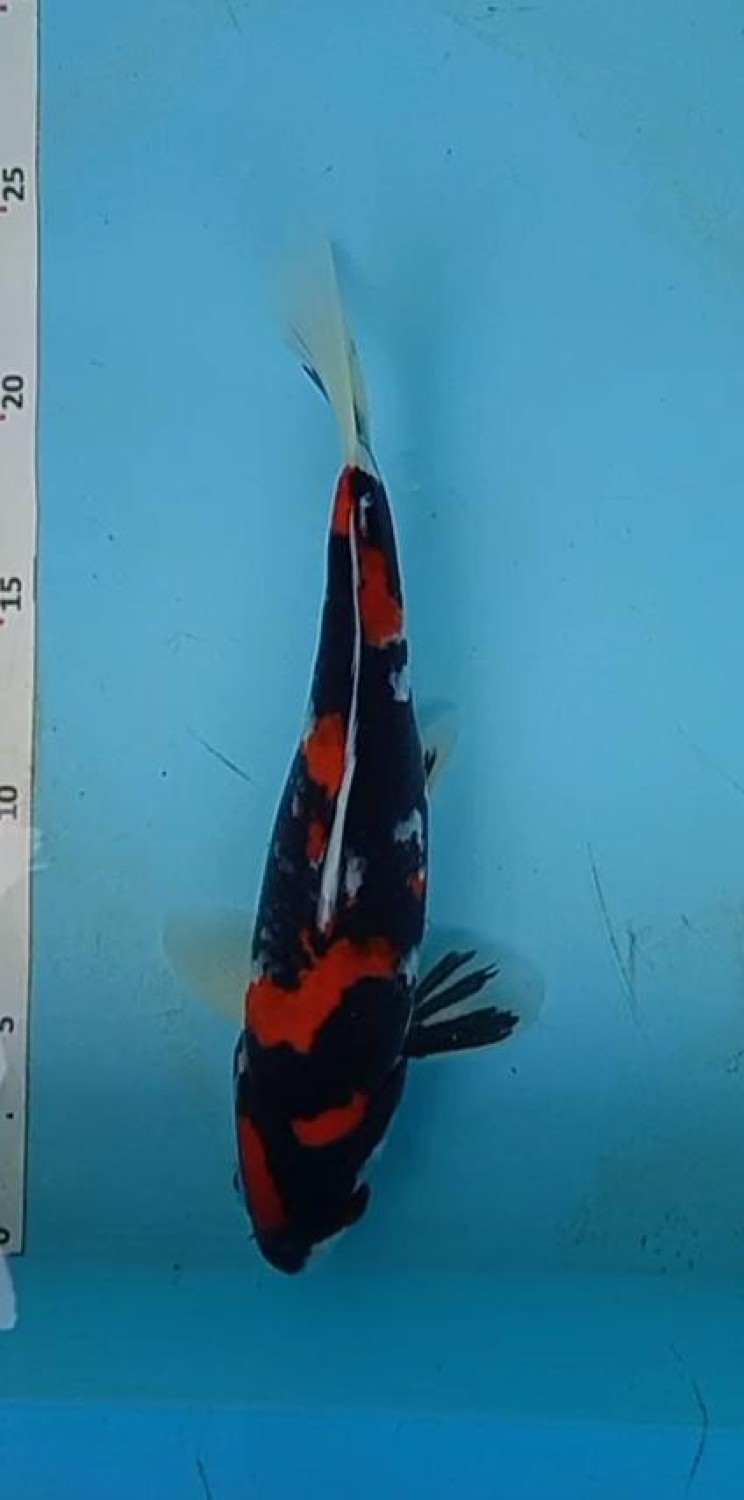 Juara 2