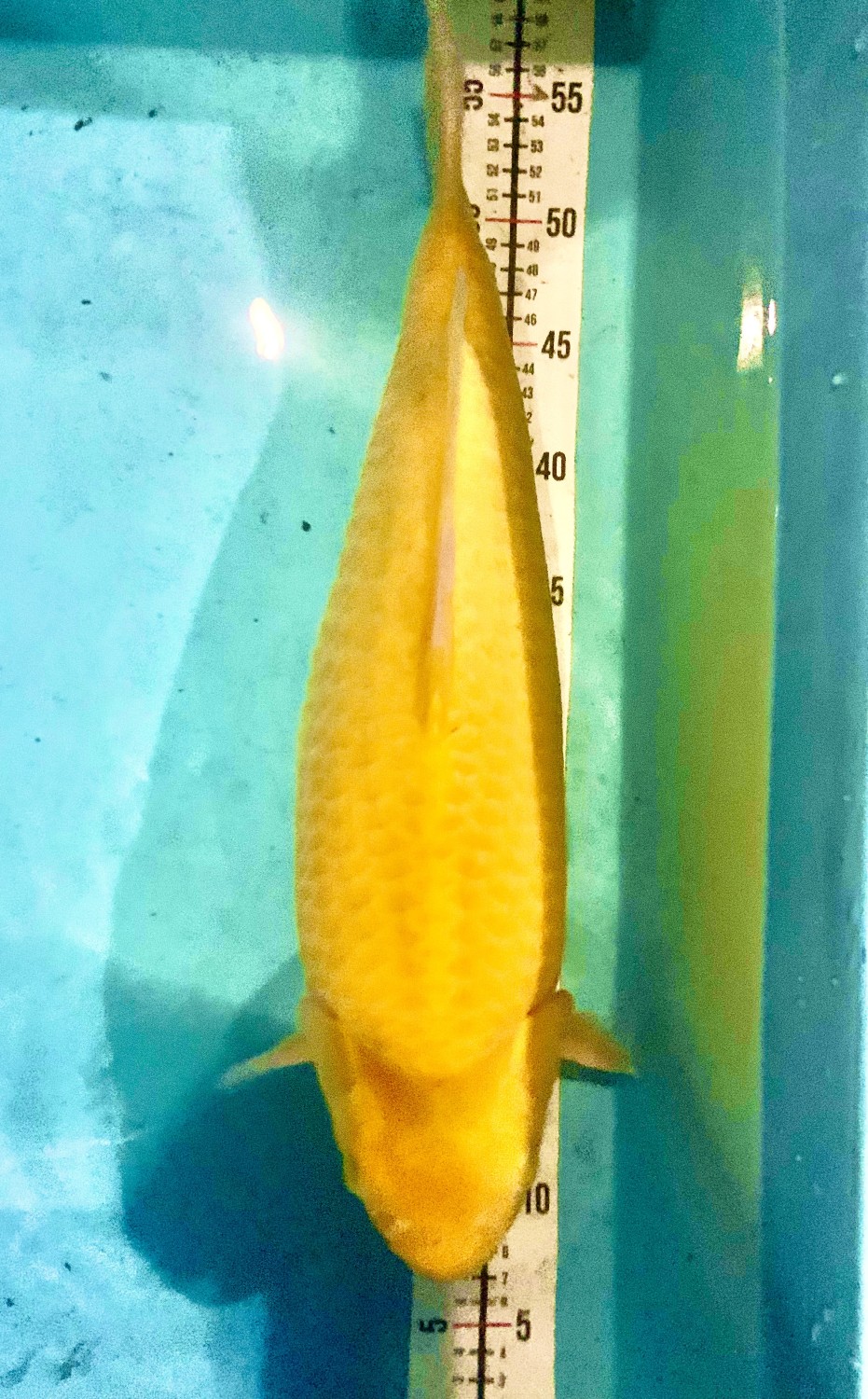 Juara 1