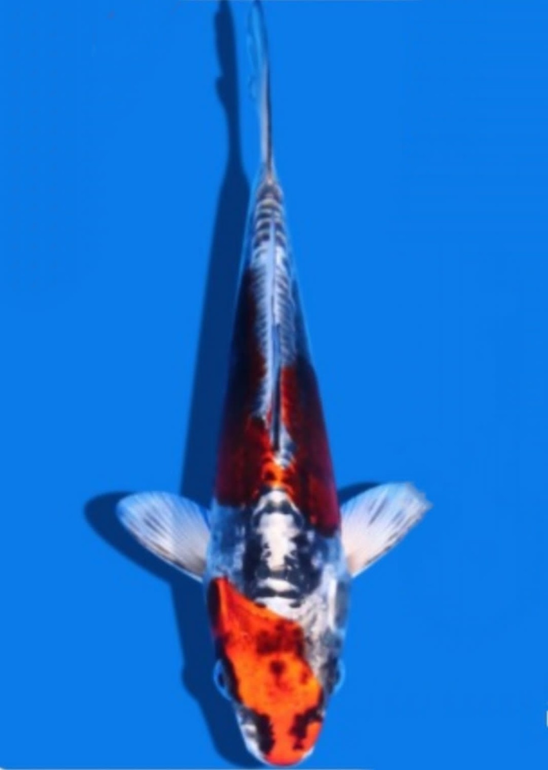 Juara 2