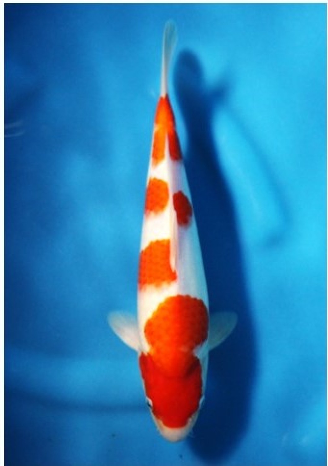 Juara 3
