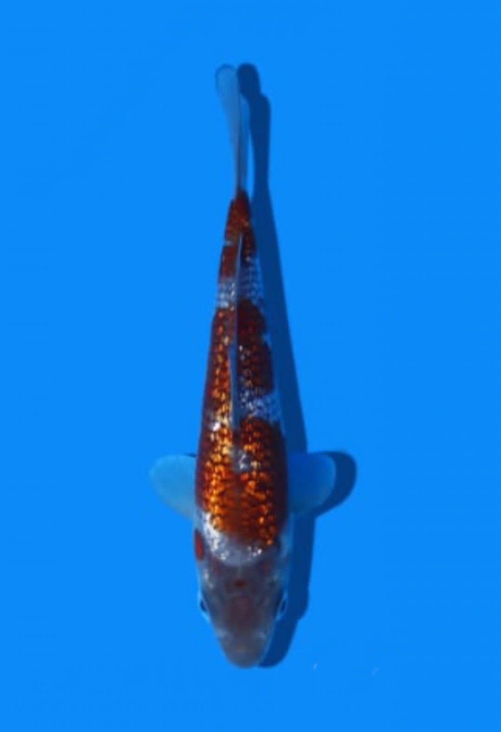 Juara 1