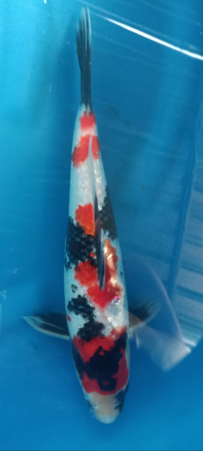 Juara 2
