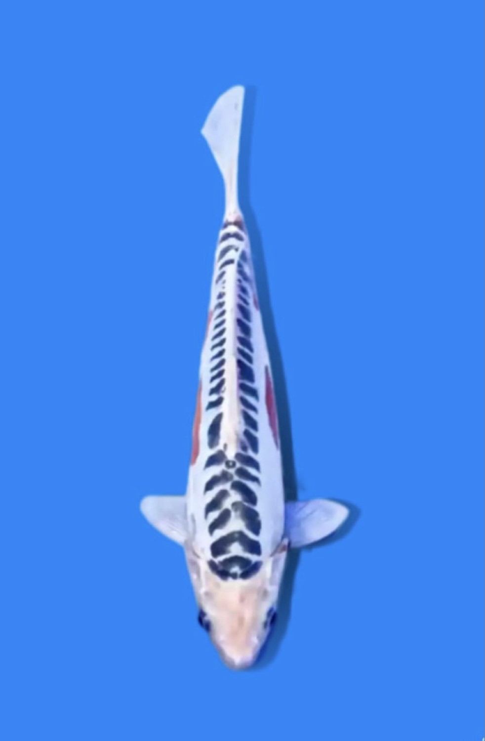 Best In Size D 21-25 Cm