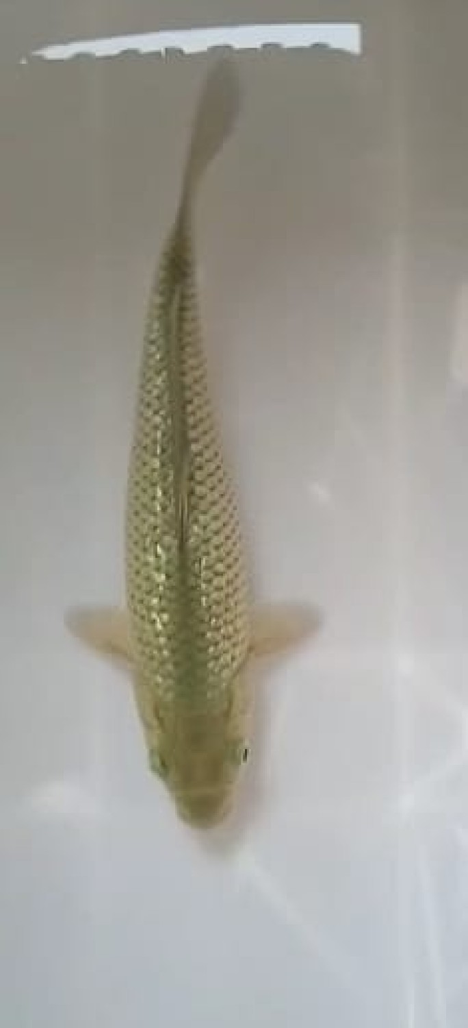 Juara 3