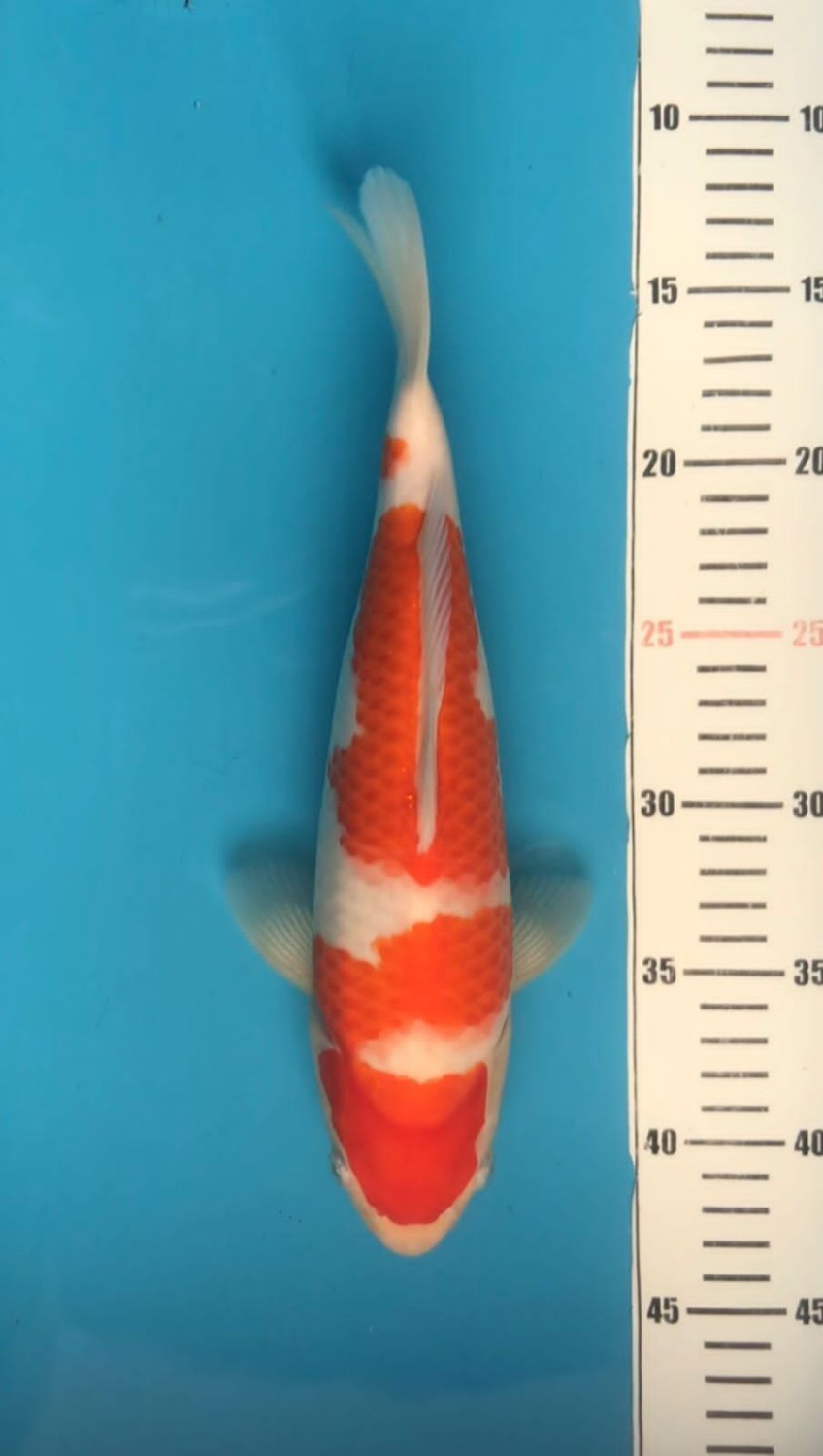 Best In Size A 26-30 Cm
