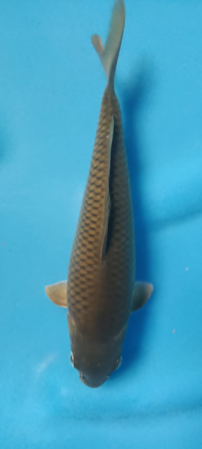 Juara 3