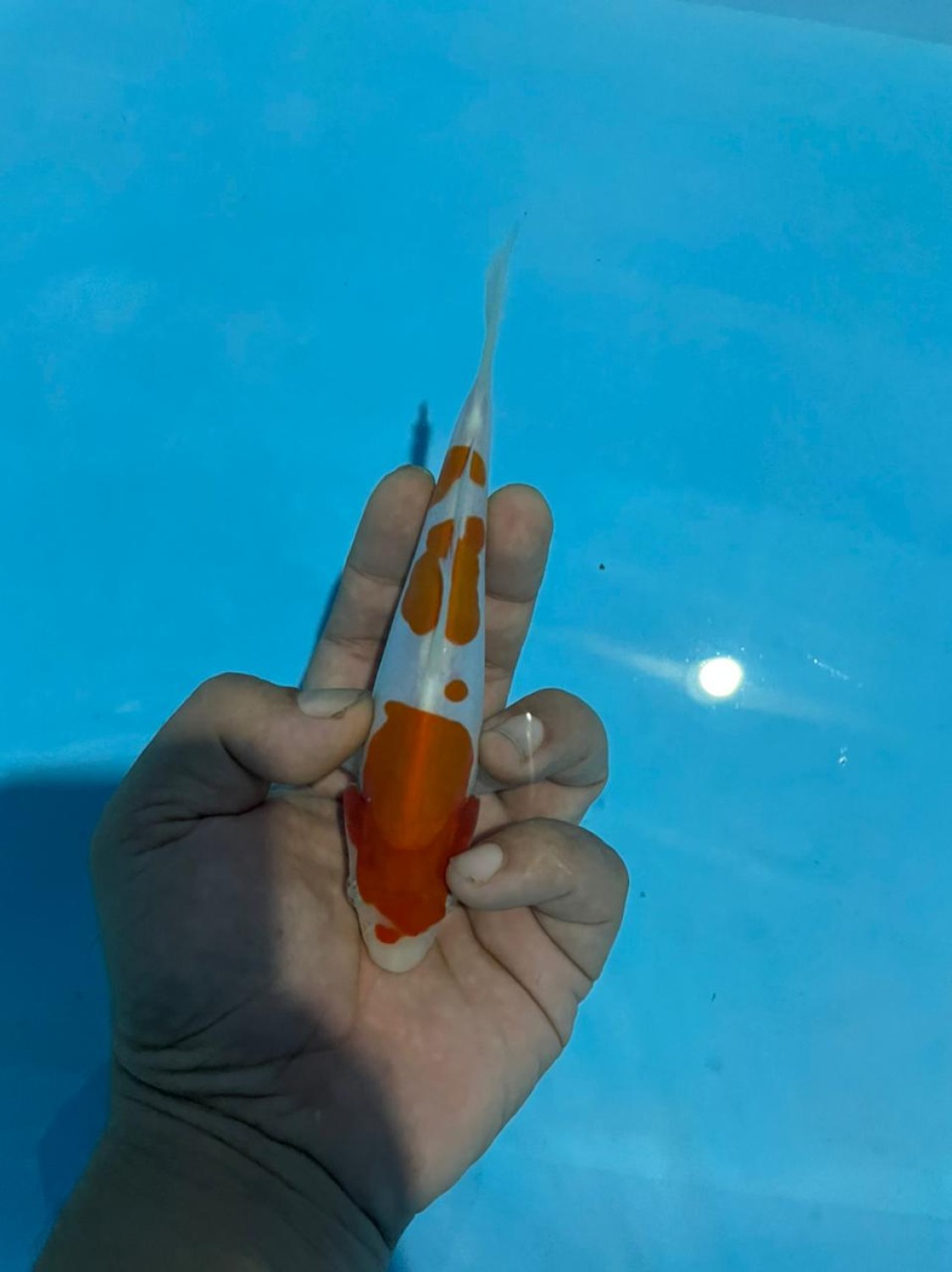 Juara 1