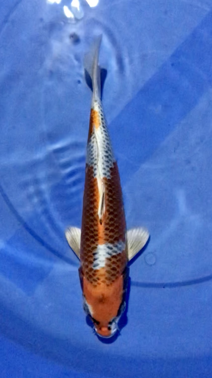 Juara 1