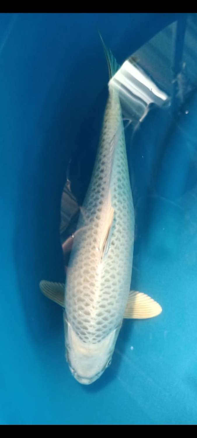 Best In Size E 36-40 Cm