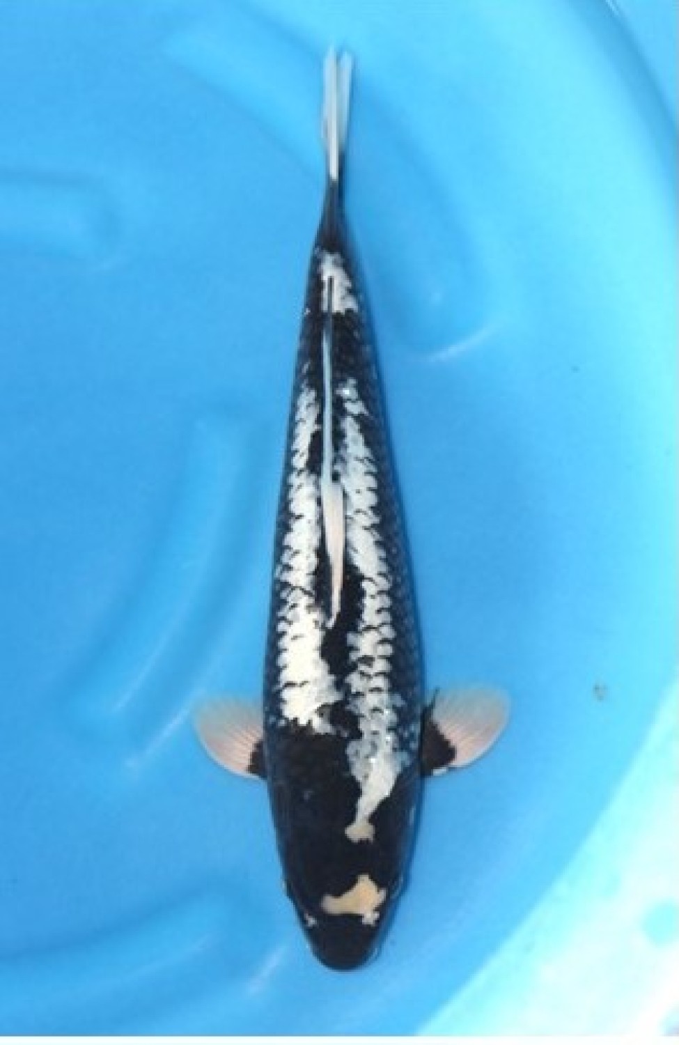 Juara 1