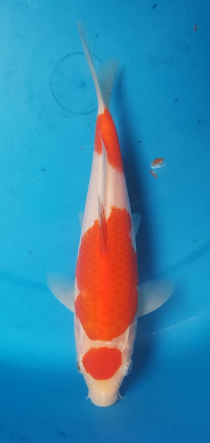 Juara 1