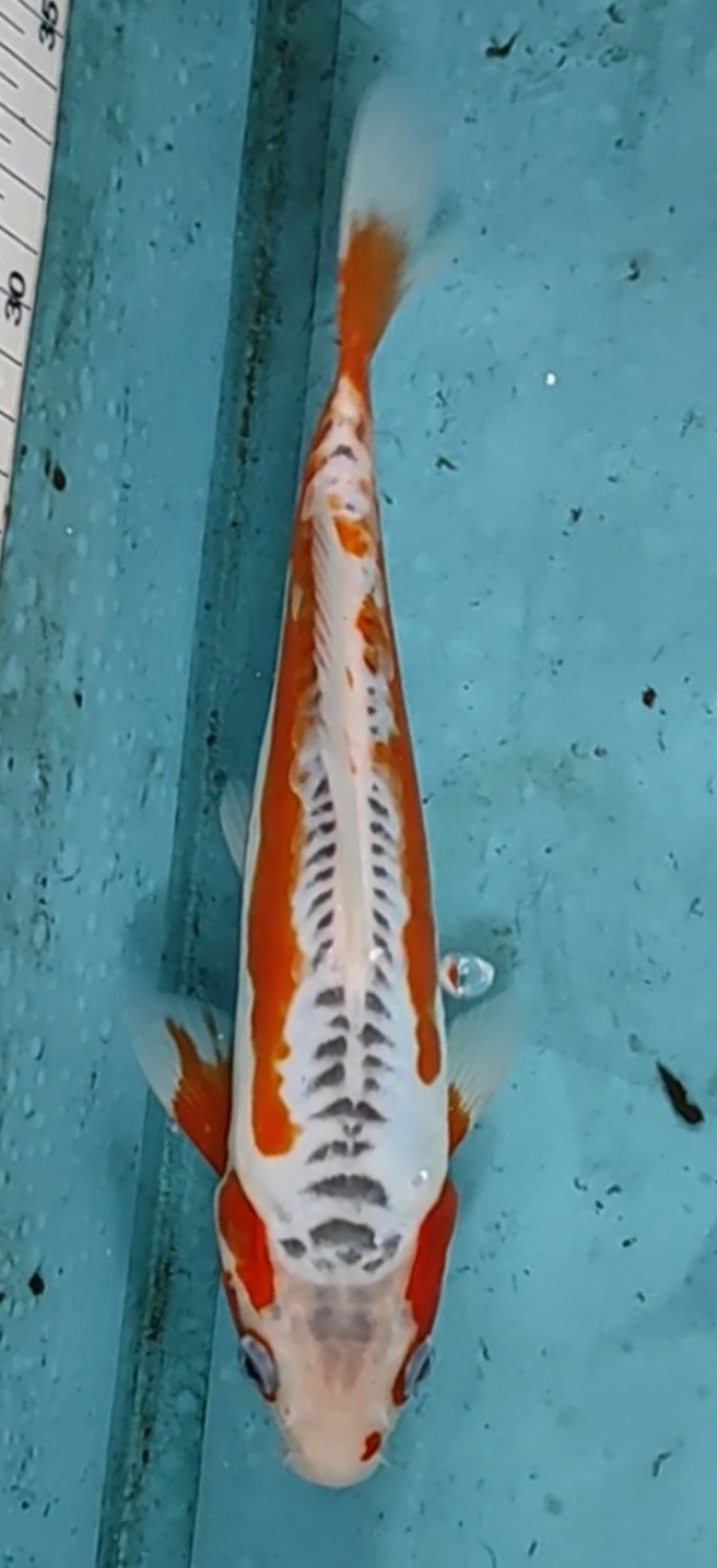 Juara 2