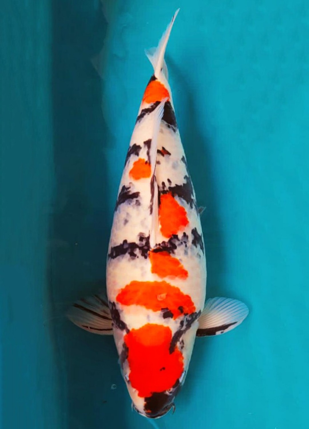 Juara 2
