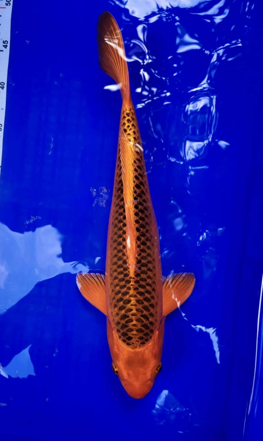 Juara 2