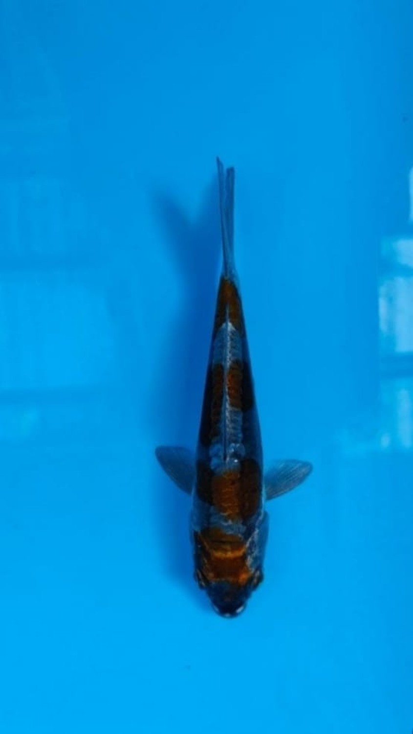 Juara 1