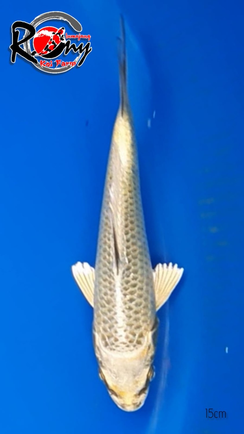 Juara 3
