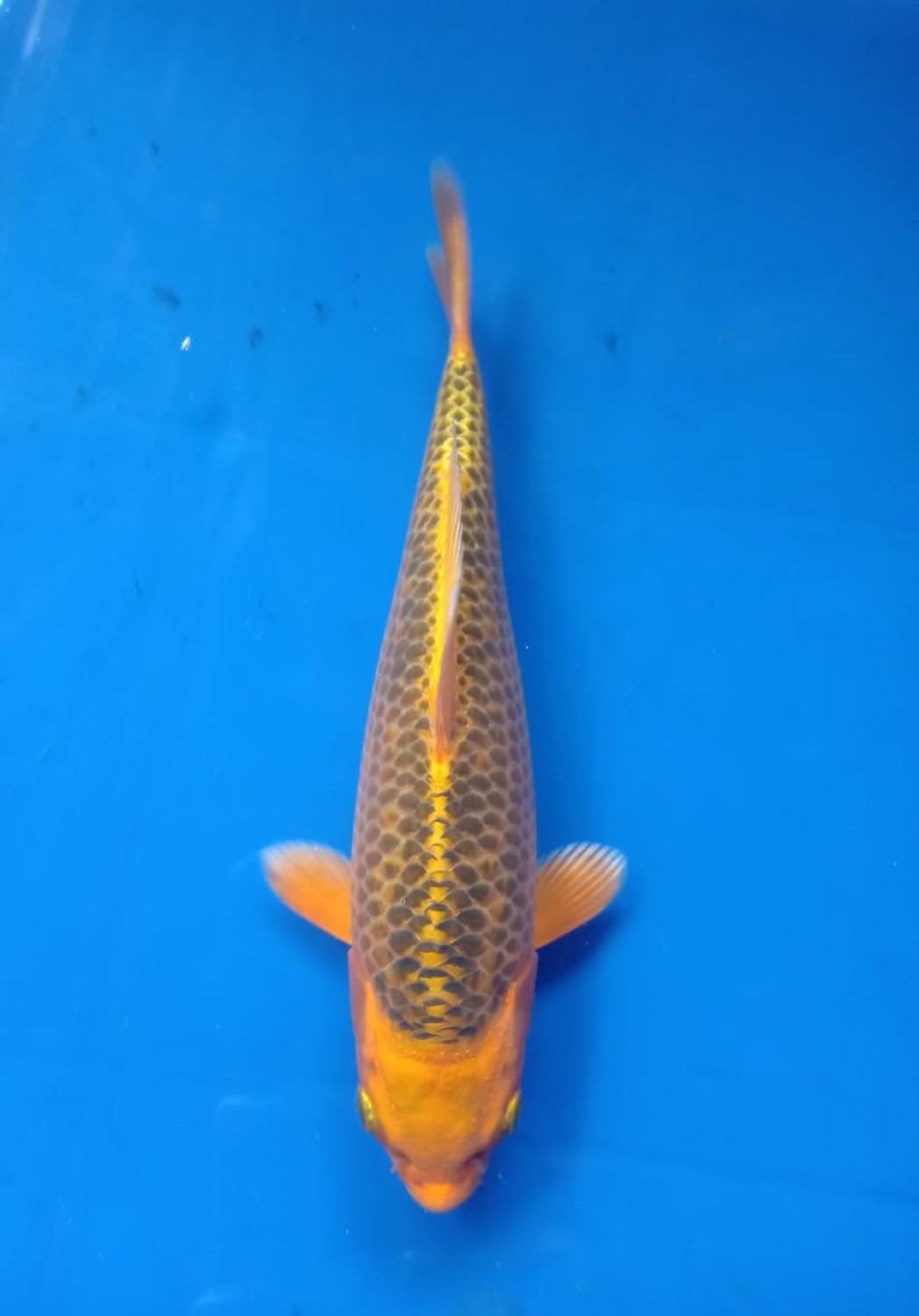Juara 2