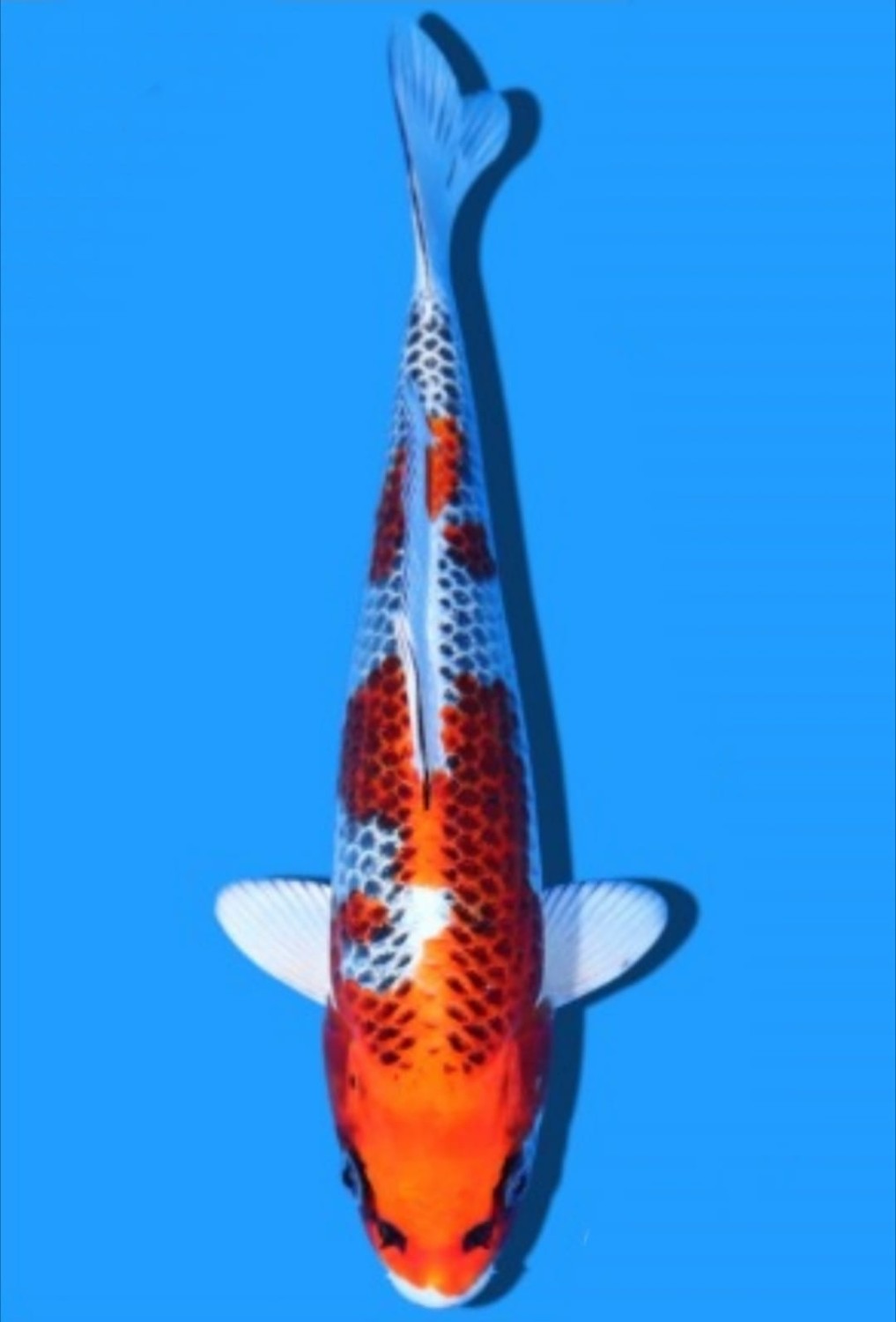 Juara 1