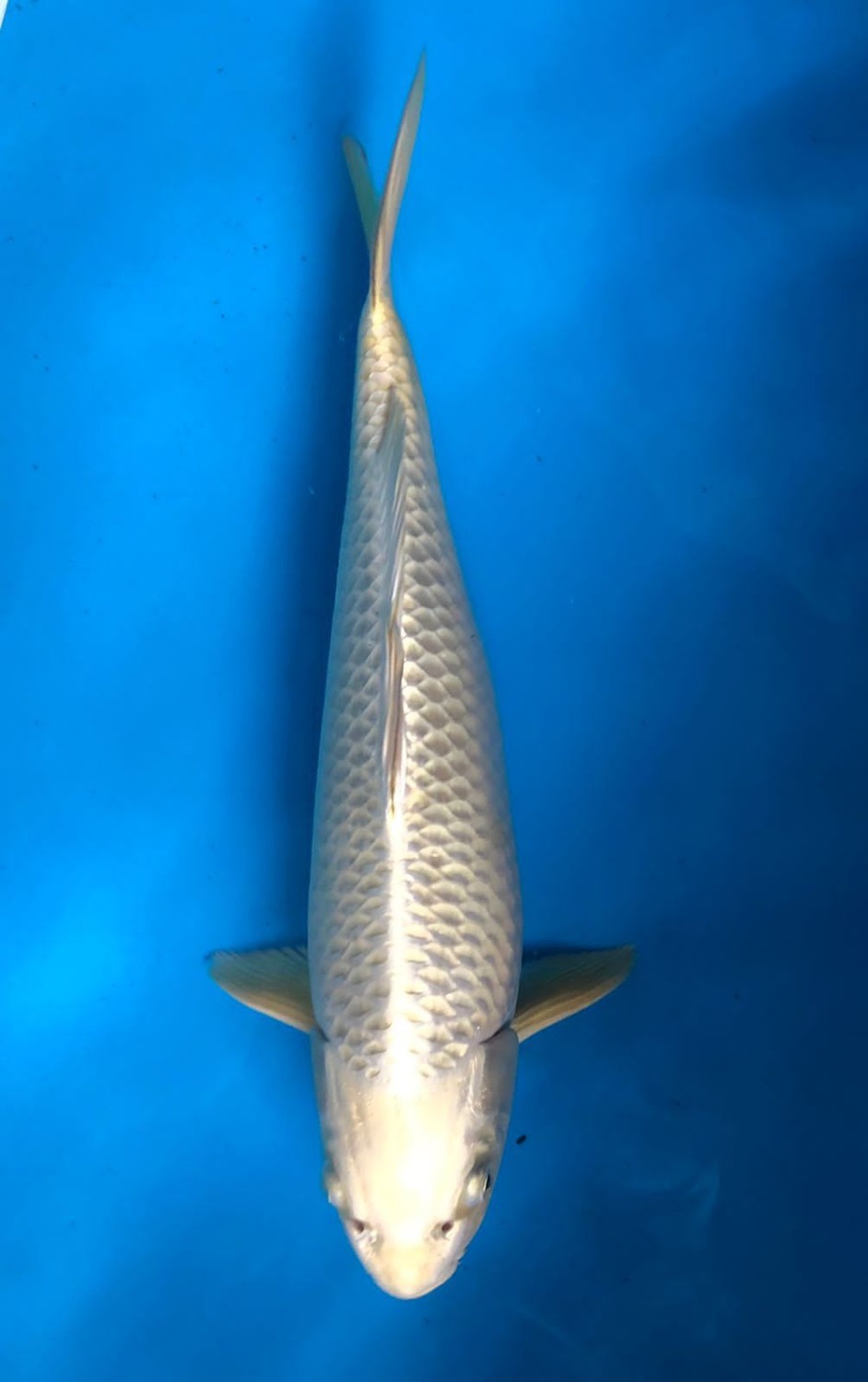 Juara 1