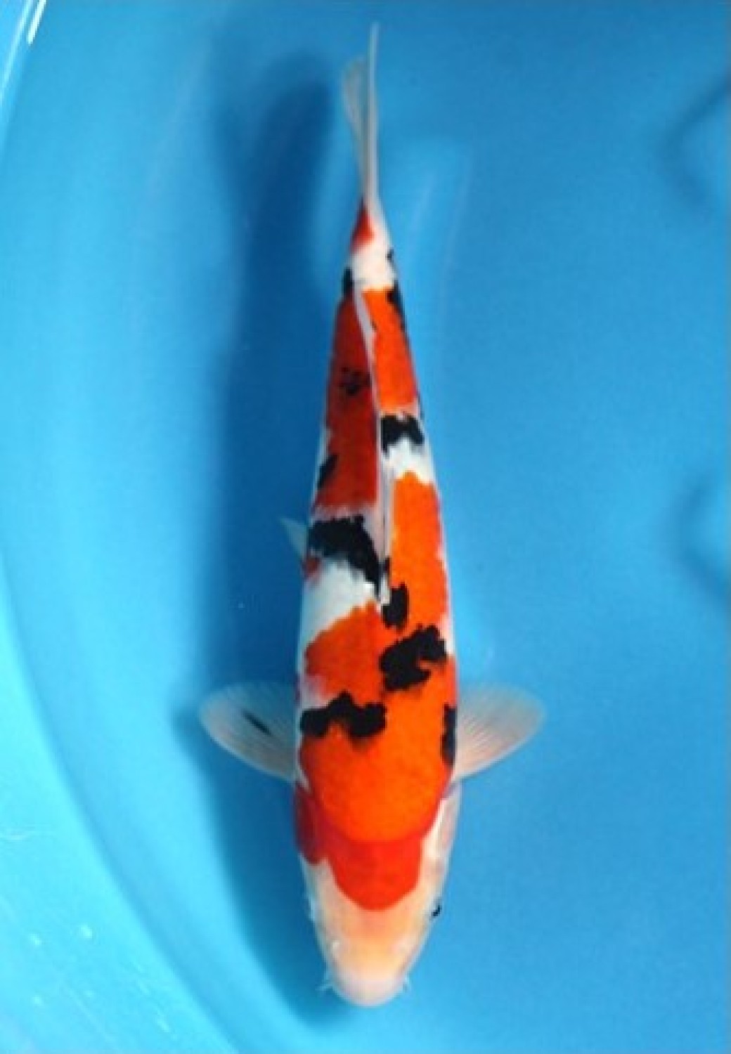 Juara 2